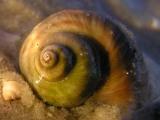 Pulmonate snail